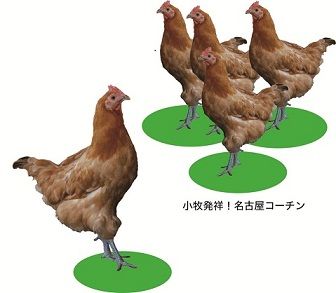 5羽の名古屋コーチンの写真