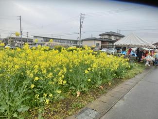 菜の花