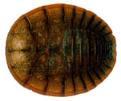 ヒラタドロムシ類の写真