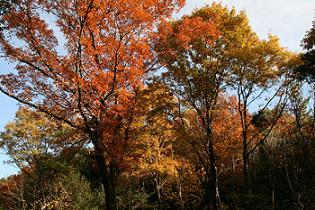 紅葉の景色