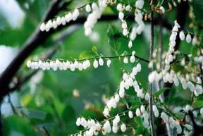 ネジキの花の写真