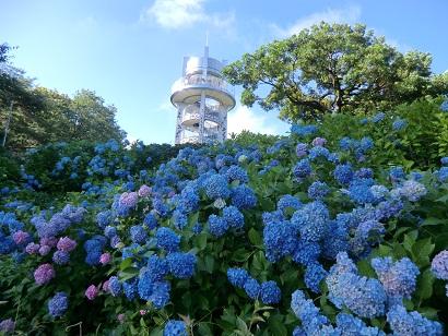 あじさいと展望台