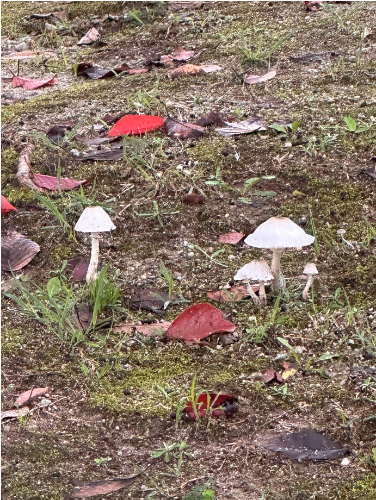 公園に生えたキノコ
