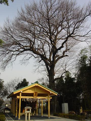 貴船神社のアベマキの写真