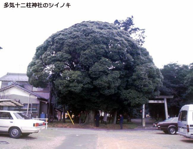 多気十二柱神社のシイノキ