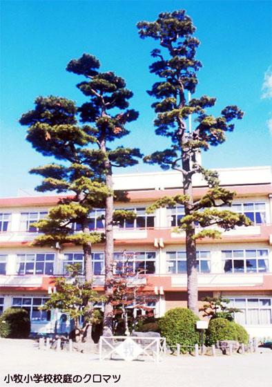 小牧小学校校庭のクロマツの写真