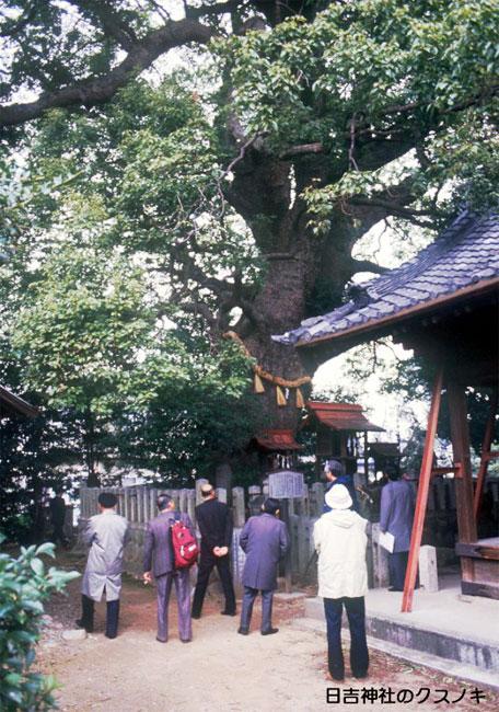 日吉神社のクスノキの写真