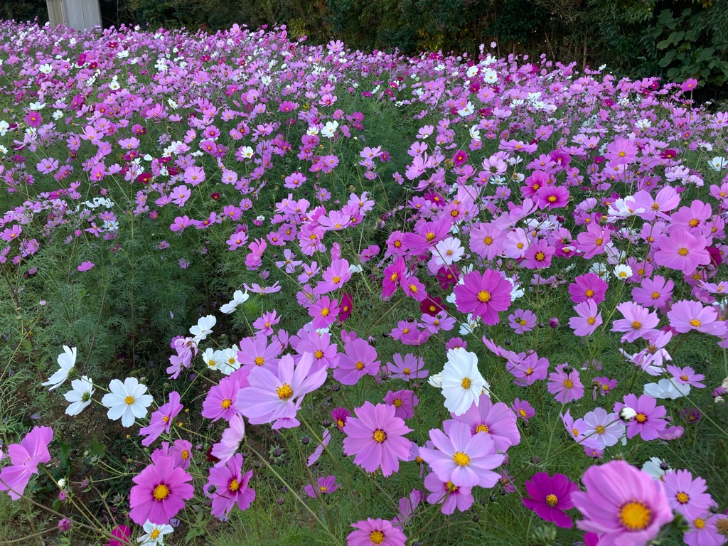 篠岡フラワーパークのコスモス写真1