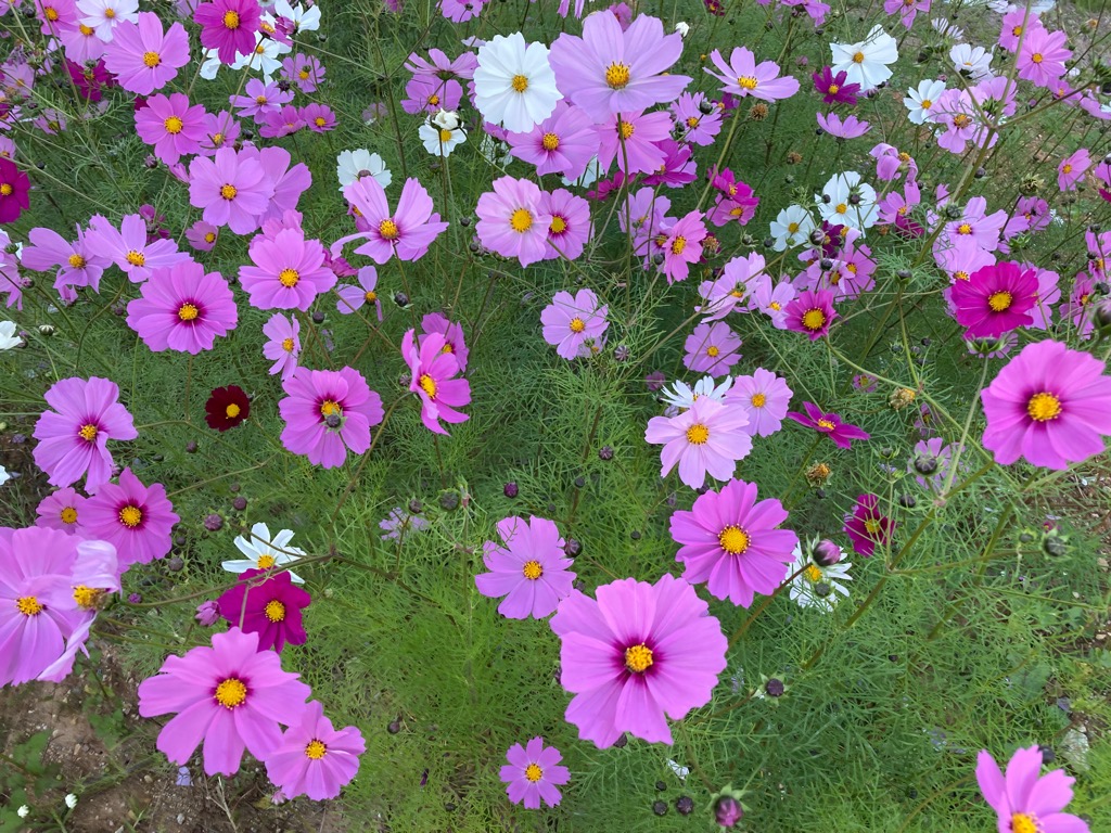 篠岡フラワーパークのコスモス写真2