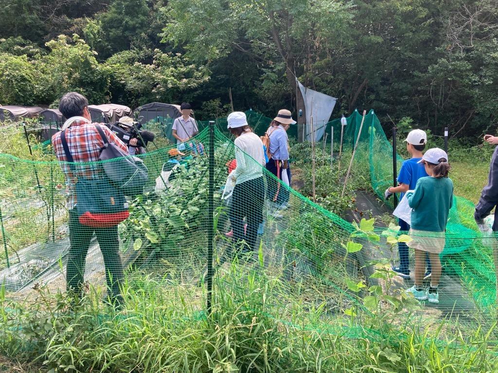 夏野菜収穫体験