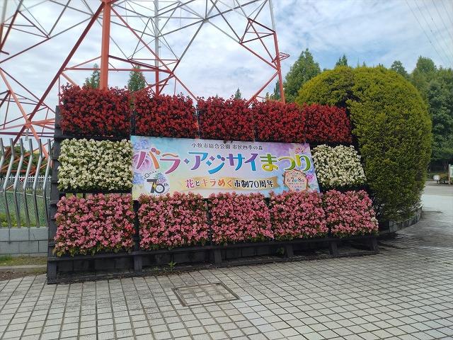 6月7日・8日 バラ・アジサイまつり