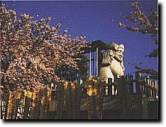 大黒天総本山妙林寺夜景の写真