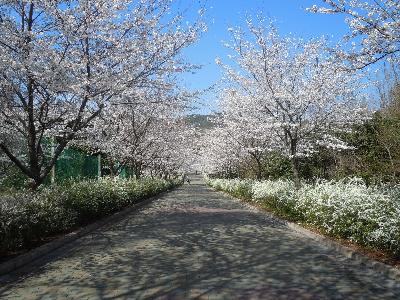 市民しきの森さくら