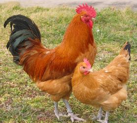 名古屋コーチン