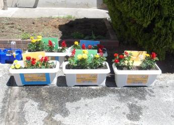 人権の花運動