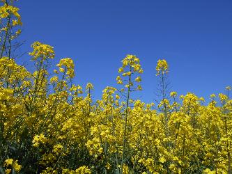 菜の花