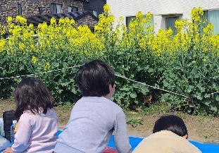 R6菜の花フェスティバル