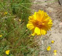 オオキンケイギク