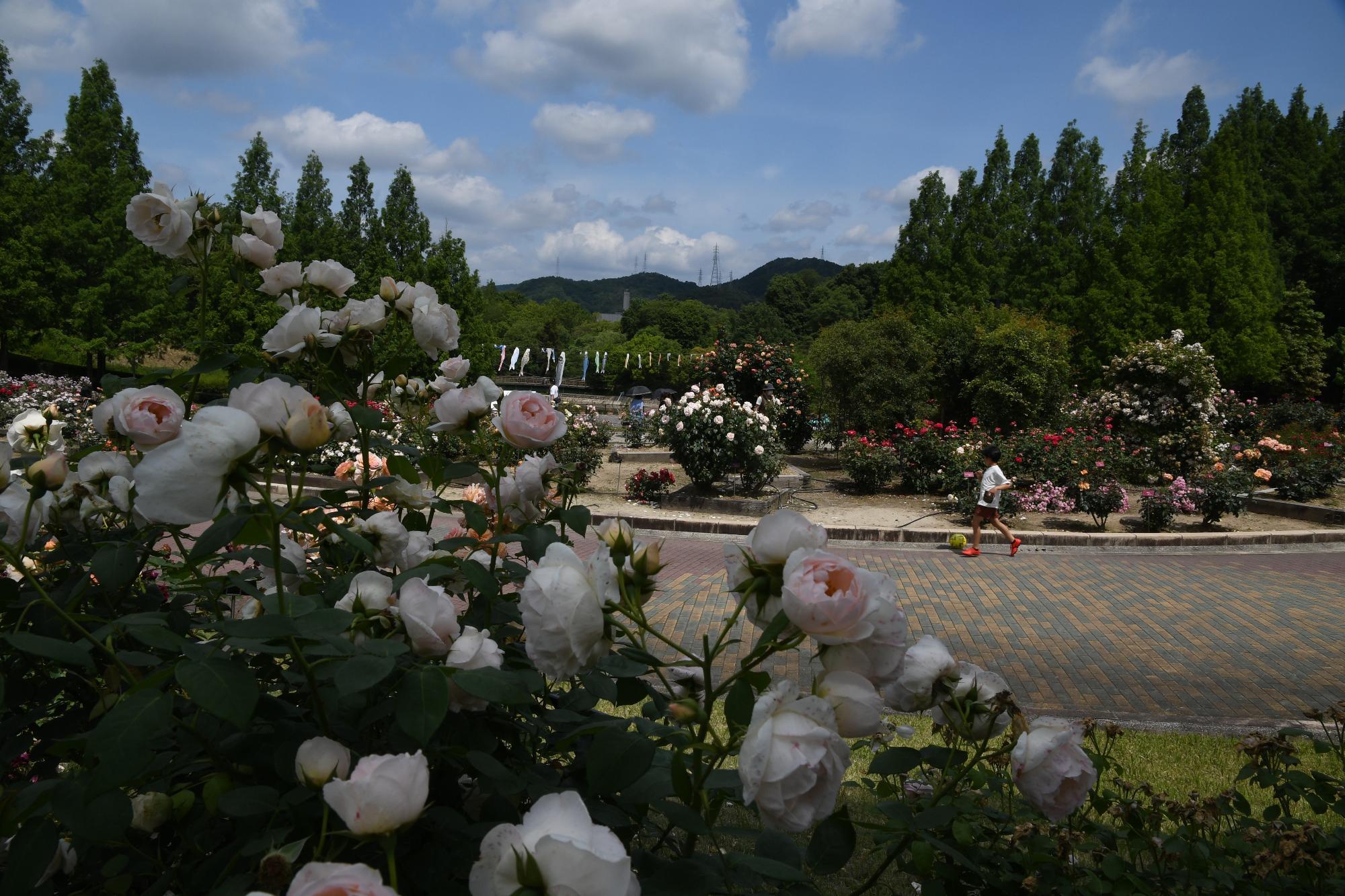 素敵なバラ公園