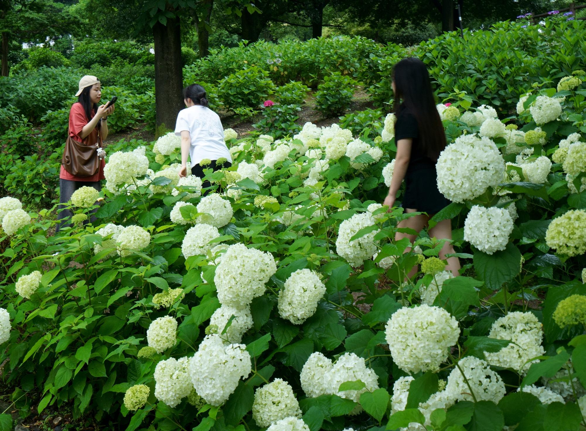 アナベルに魅せられて