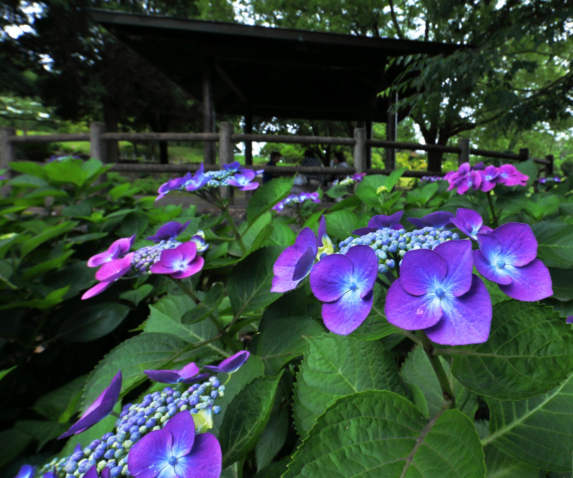 東屋の紫陽花
