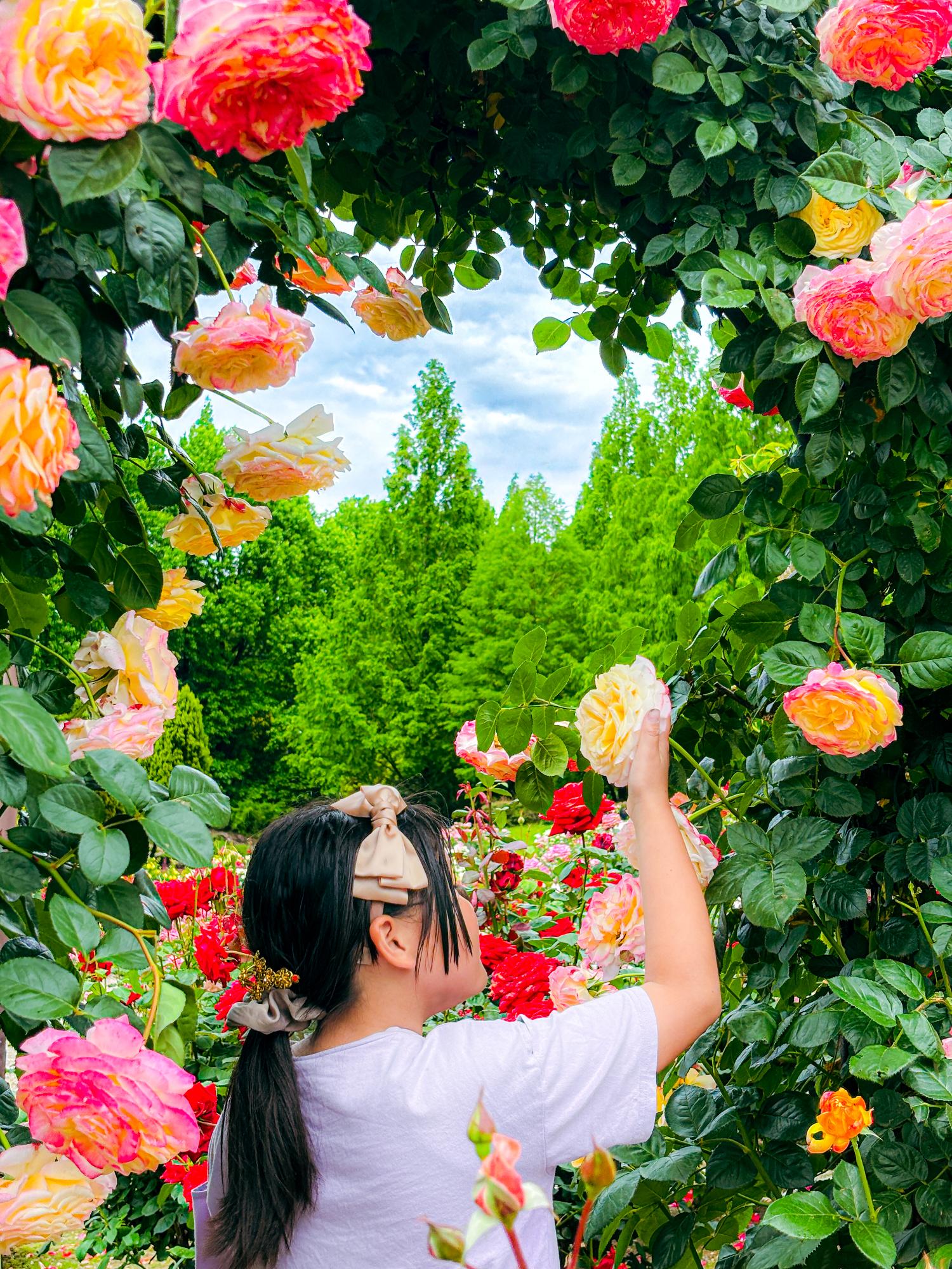 薔薇回廊の花語り