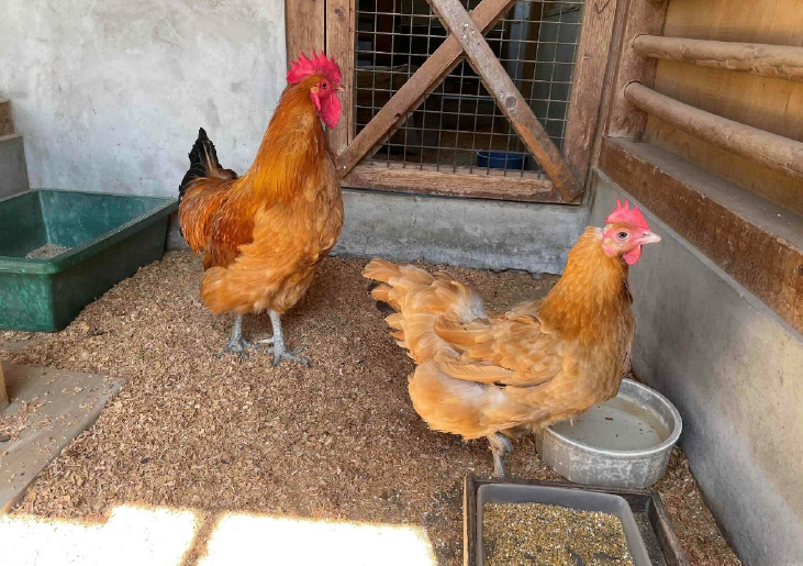 名古屋コーチン