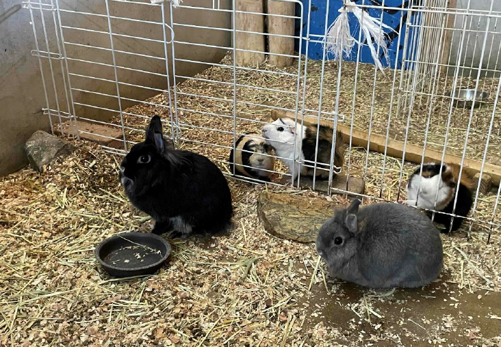 うさぎとモルモット