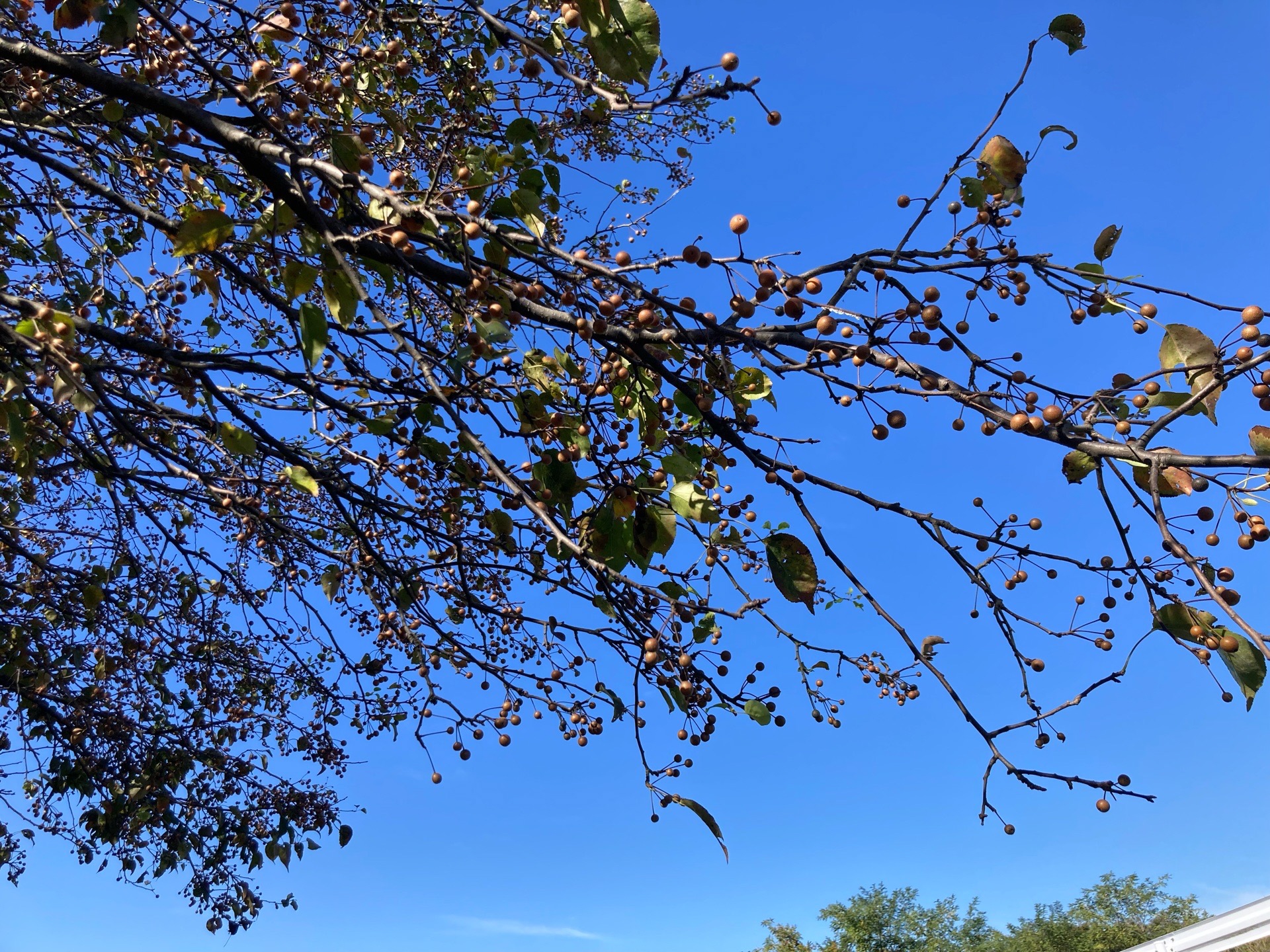秋のマメナシ観察会