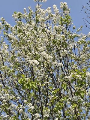 まめなしの開花状況